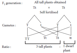 Sample Paper Class 10 Science Term 2 Set C