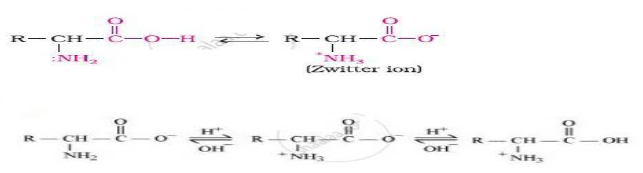 Exam Question for Class 12 Chemistry Chapter 14 Biomolecules