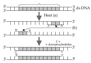 VBQs Class 12 Biology Biotechnology Principles and Processes