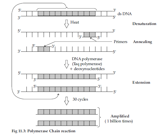 VBQs Class 12 Biology Biotechnology Principles and Processes