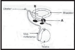 Sample Paper Class 10 Science Term 2 Set E