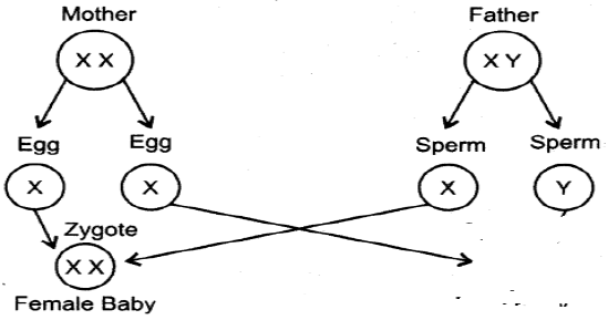 Sample Paper Class 10 Science Term 2 Set E