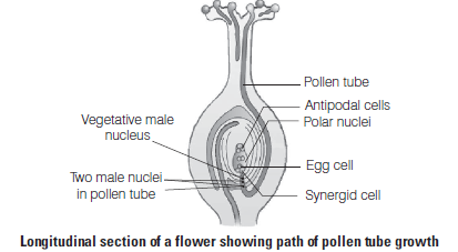 Exam Question for Class 12 Biology Chapter 2 Sexual Reproduction in Flowering Plants